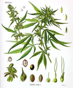 plant