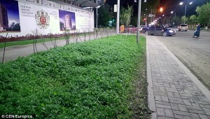 astana cannabis 2