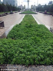 astana cannabis 3