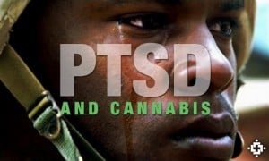ptsdandcannabis