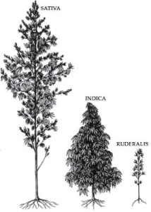 cannabis types