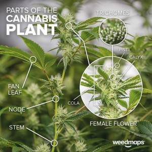 plant parts cannabis