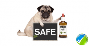 CBD safe