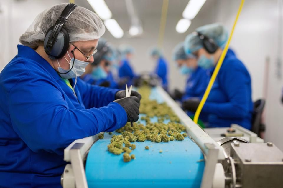 Konopný priemysel v USA vytvoril 240 000 pracovných miest