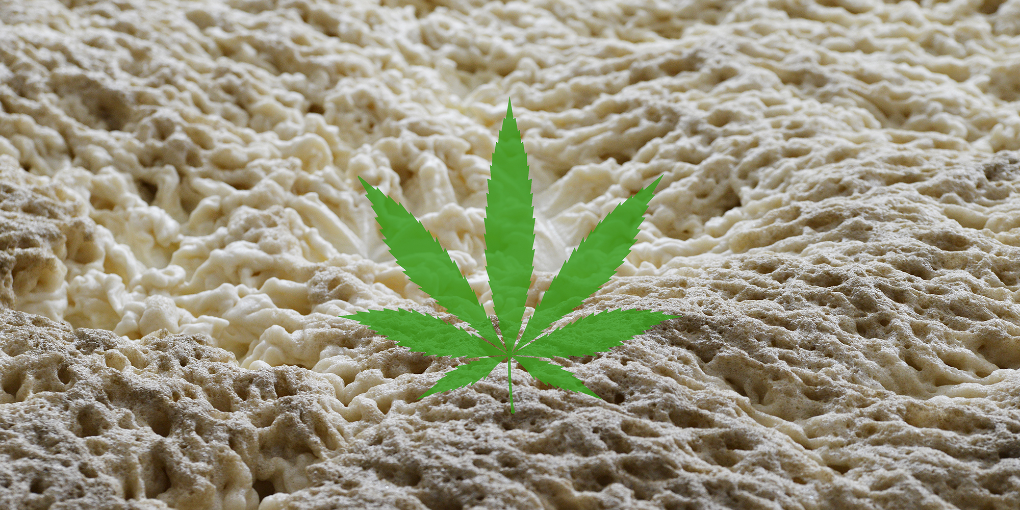 Kvasnice produkujúce THC